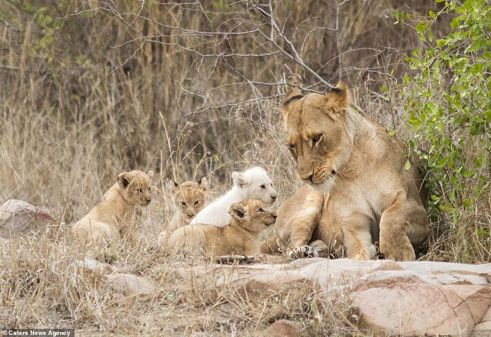 Mới đây, những hình ảnh về một con sư tử trắng hoang dã cực hiếm ở vườn quốc gia Kruger, Nam Phi dành được rất nhiều sự chú ý, khiến nhiều người quan tâm, xôn xao bàn tán.