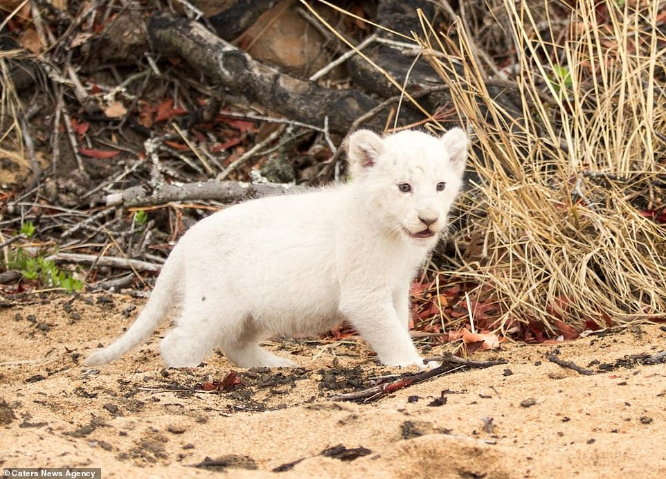 Được biết, con sư tử trắng này không phải là sư tử bạch tạng mà màu trắng của nó là do hội chứng Leucism gây nên.