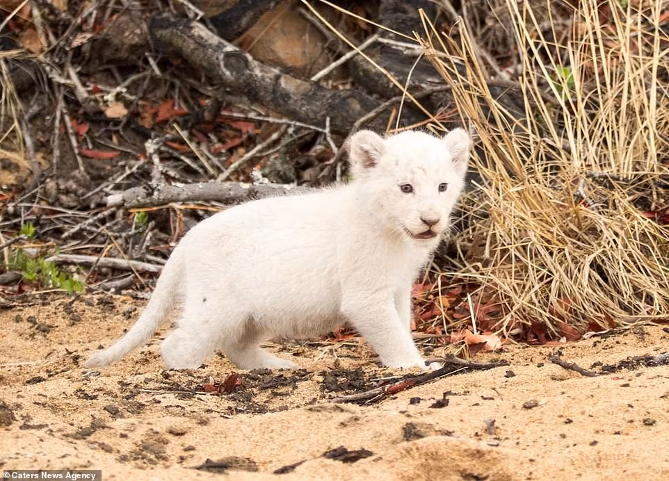 Được biết, con sư tử trắng này không phải là sư tử bạch tạng mà màu trắng của nó là do hội chứng Leucism gây nên.