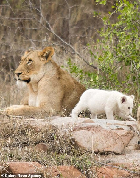 Cuộc sống sẽ trở nên khó khăn hơn rất nhiều khi màu sắc của nó quá nổi bật trong môi trường hoang dã.