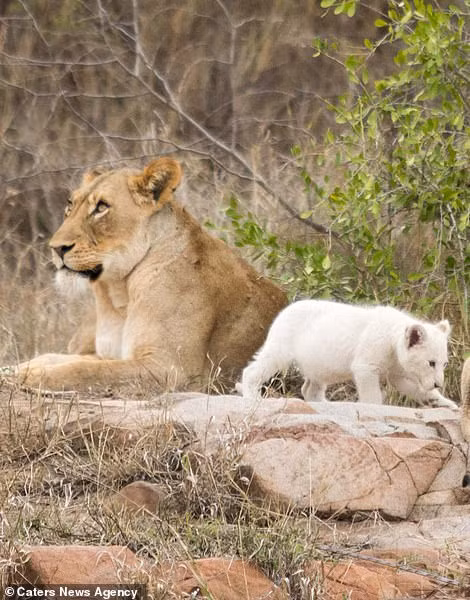 Cuộc sống sẽ trở nên khó khăn hơn rất nhiều khi màu sắc của nó quá nổi bật trong môi trường hoang dã.