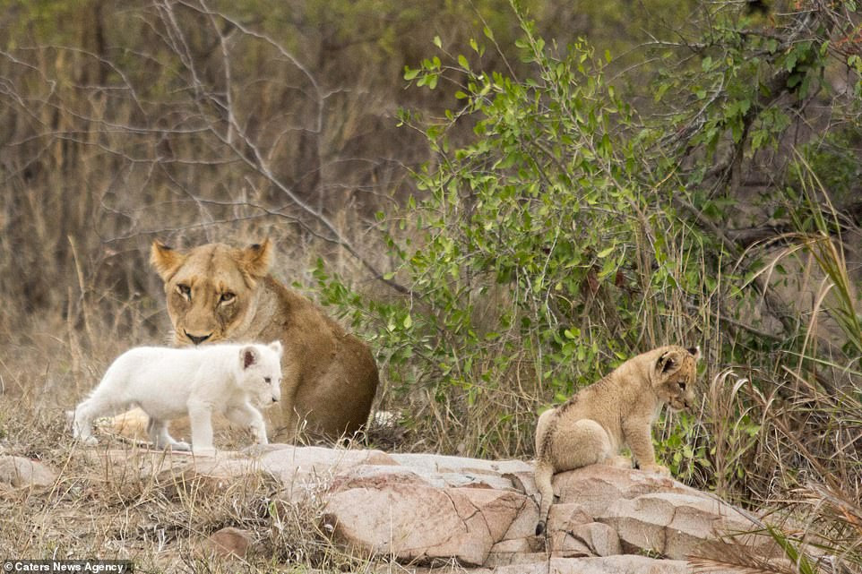 Đây là loại kiểu hình khiếm khuyết tế bào sắc tố khác biệt, làm suy giảm hoặc mất sắc tố của da, tóc, hay lông vũ, không thay đổi sắc tố ở mắt hoặc có thì rất ít, không ảnh hưởng đến màu mắt và thị lực.