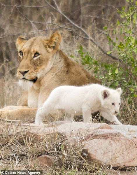 Nhiếp ảnh gia McCabe cũng nói thêm rằng, dù hiện tại con sư tử trắng được đối xử không khác so với những anh chị em của nó thế nhưng khi lớn hơn, nó có thể phải đối mặt với nhiều vấn đề.