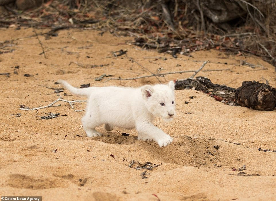 Khi được phát hiện, con sư tử trắng hoang dã cực hiếm này đang chơi đùa rất vui vẻ với những anh chị em của mình. Cạnh đó là sư tử mẹ nằm nghỉ ngơi nhưng vẫn không quên trông chừng con mình.