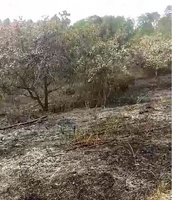 Hiện trường nơi xảy ra vụ cháy vườn điều.