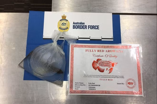 Uc bat cong dan Viet quan quanh co tui ca rong quy hiem-Hinh-2