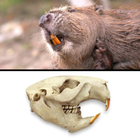 Răng cửa của hải ly có màu cam bởi chúng có chứa sắt. Lượng sắt này làm răng chúng khỏe hơn và cắn xuyên qua gỗ tốt hơn.