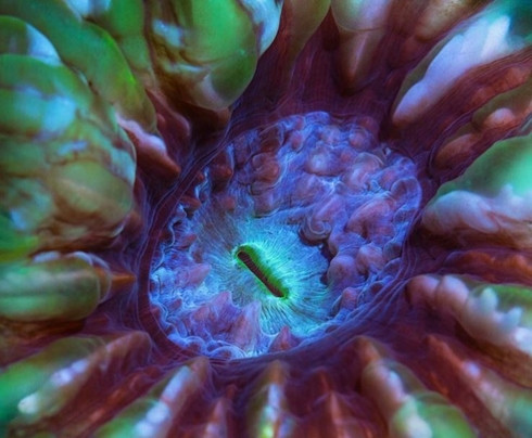 Đúng như hình dáng và màu sắc bên ngoài, loài san hô này có tên gọi là "san hô mắt mèo".