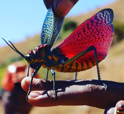 Chú châu chấu Malagasy có màu sắc sặc sỡ hiếm thấy.