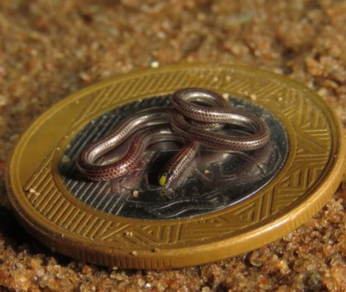 Một chú rắn nhỏ xíu nằm trên một đồng xu.