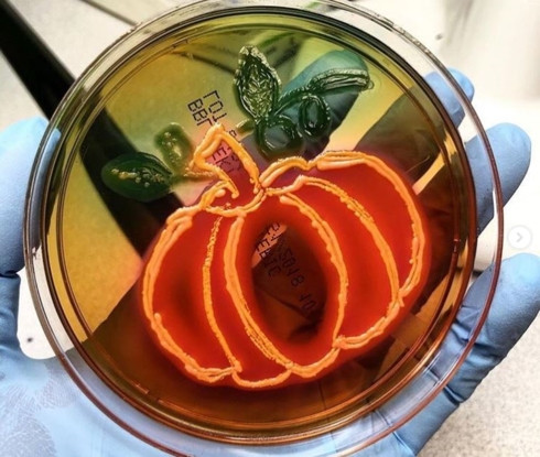 Một tác phẩm hội họa được "vẽ" bằng những con vi khuẩn.