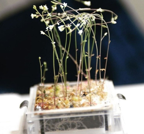 Những bông hoa lớn lên trong môi trường không gian.