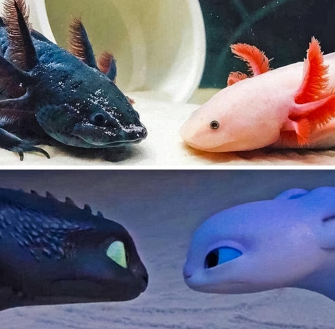 Những chú kỳ nhông Mexico trông như phiên bản ngoài đời thực của những chú rồng trong bộ phim nổi tiếng "Bí kíp luyện rồng".