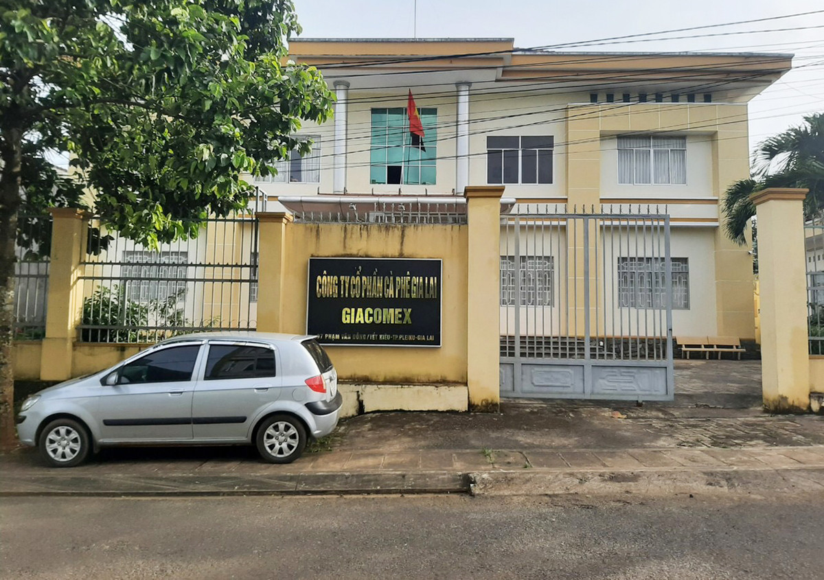 He lo ly do nguyen GD cty ca phe Gia Lai bi dieu tra