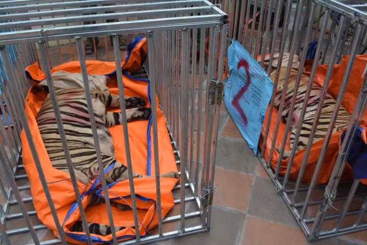 8/17 con ho da chet sau thu giu o Nghe An: Trach nhiem cua ai?-Hinh-4