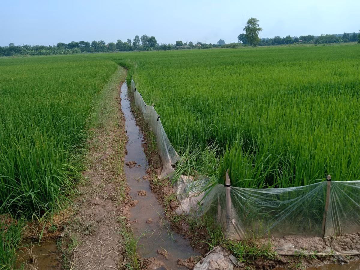 Khoi to doi tuong cang day dien bay chuot khien cu ba tu vong-Hinh-2
