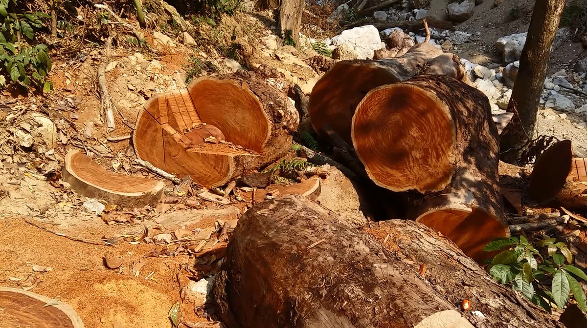 Lam tac pha rung Chieng Khua: Kiem lam Moc Chau do loi trach nhiem-Hinh-5