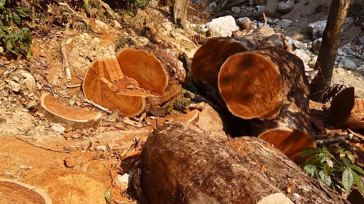 Lam tac pha rung Chieng Khua: Kiem lam Moc Chau do loi trach nhiem-Hinh-5