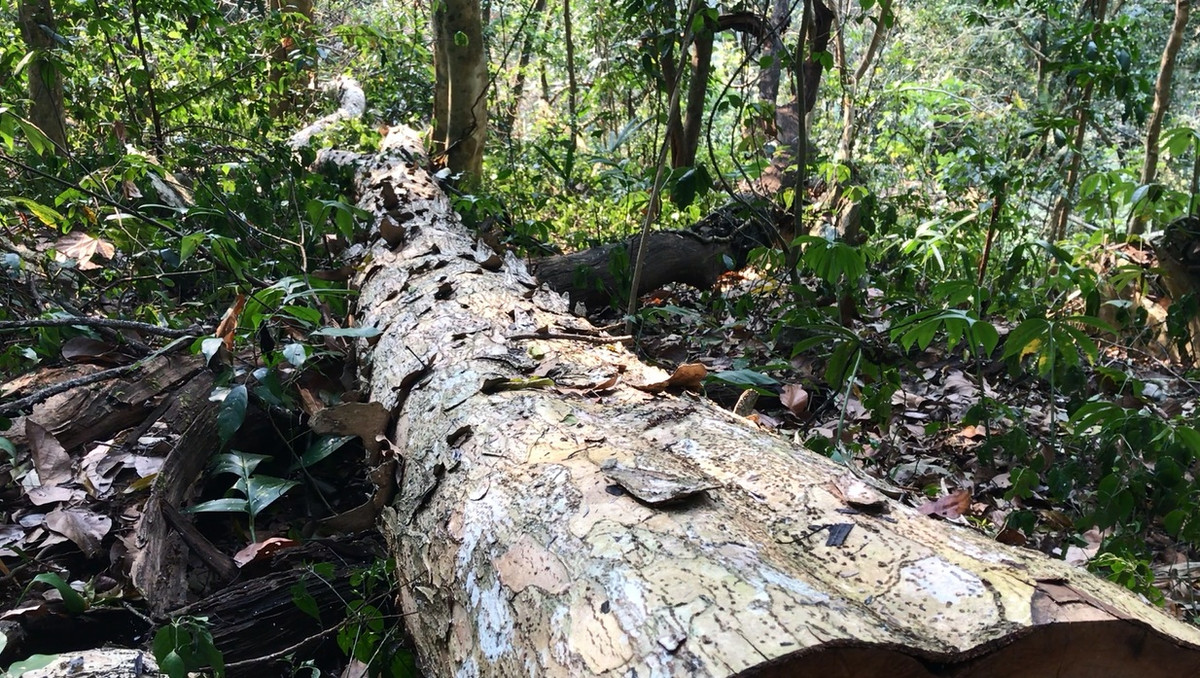 Lam tac pha rung Chieng Khua: Kiem lam Moc Chau do loi trach nhiem