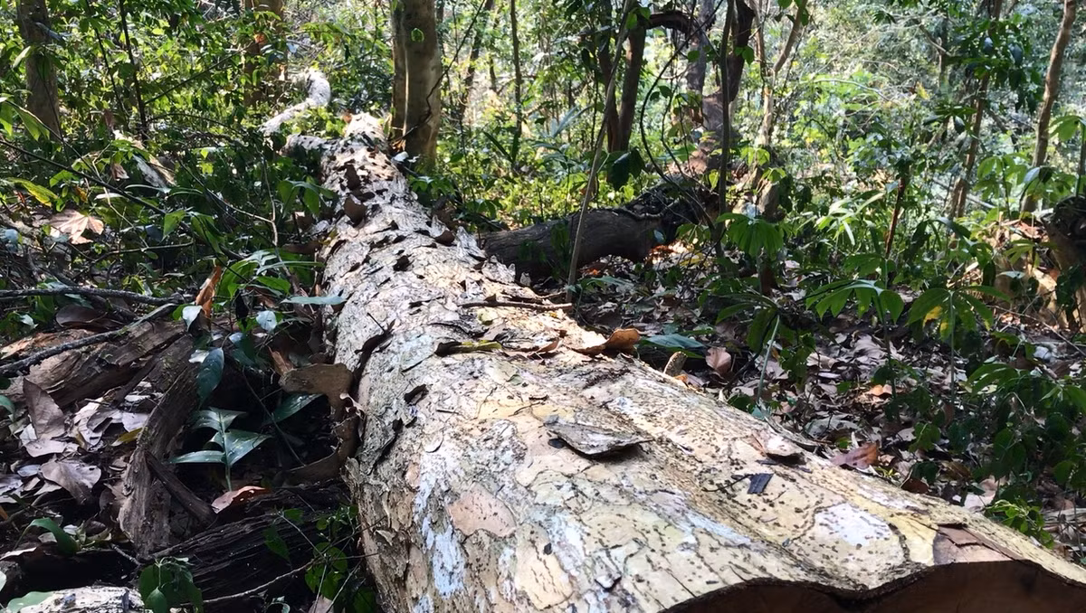 Lam tac pha rung Chieng Khua: Kiem lam Moc Chau do loi trach nhiem