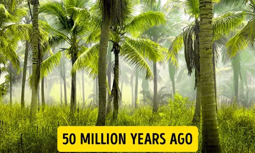 Mặc dù ngày nay 98% diện tích Nam Cực bị bao phủ bởi băng tuyết nhưng các nhà khoa học tin rằng 50 triệu năm trước, nơi đây từng là một hòn đảo nhiệt đới. Sau nhiều chuyến khám phá Nam Cực, các chuyên gia tìm thấy những tàn tích hóa thạch của các loài thực vật nhiệt đới như dương xỉ hay loài thằn lằn cổ chỉ sống trong các vùng nhiệt đới ẩm.