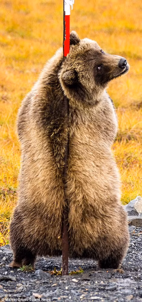 Hai con gấu xám đứng bằng hai chân và dựa lưng vào một thanh sắt cắm bên đường trông giống như chúng đang "múa cột" hết sức uyển chuyển.