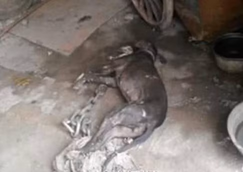 Theo đó, khoảng 300 kg amoniac bị rò rỉ ra bên ngoài trong vòng 15 phút. Ngay sau đó, sự cố nguy hiểm này được các chuyên gia kiểm soát, ngăn không cho khí độc này phát tán ra môi trường. Ảnh: SCMP.