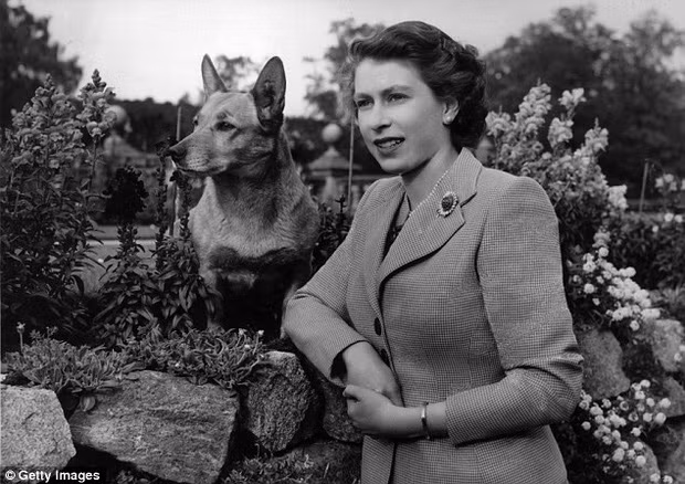 Nữ hoàng Elizabeth II nổi tiếng là người rất yêu chó Corgis. Từng có thời điểm Nữ hoàng quyền lực của nước Anh nuôi tới 30 chú chó Corgi.