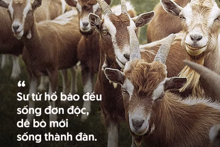 Đừng ngại hoặc đau khổ nếu mình sống tách biệt với mọi người. Cũng đừng cố gắng hòa nhập nếu đám đông đó không dành cho bạn. Đơn độc nhưng mạnh mẽ và thanh thản - không phải ai cũng làm được đâu.