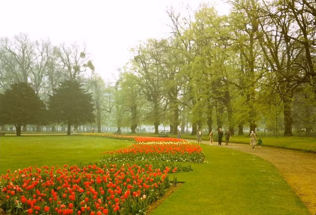 Người dân đi bộ ngắm hoa tulip tuyệt đẹp trong khu vườn ở cung điện Hampton Court.