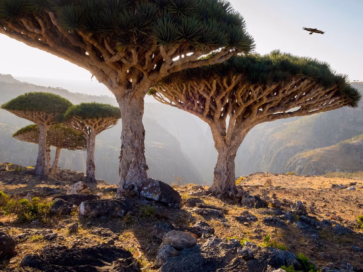 Quần đảo Socotra, Yemen nổi tiếng với hàng trăm loài động thực vật độc đáo, một số chỉ tồn tại ở nơi đây mà không có ở bất cứ nơi nào khác. Thảm thực vật phát triển không bình thường trên đảo khiến nhiều người cảm thấy như lạc bước đến vùng đất của người ngoài hành tinh.