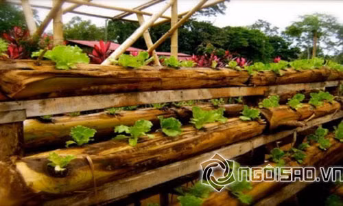 Trong rau bang cay chuoi: Y tuong moi an toan khong hoa chat-Hinh-2