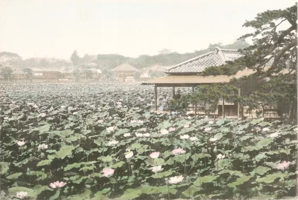 Hồ sen Shinobazu nổi tiếng ở thủ đô Tokyo, Nhật Bản năm 1910. Vào mùa hè, đây là địa điểm lý tưởng cho người dân đến ngắm sen nở cũng như cảm nhận mùi hương đặc trưng của sen phảng phất khắp nơi.