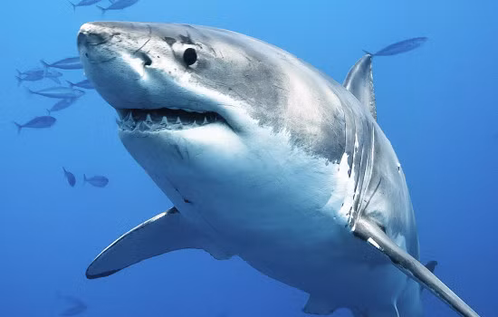 Cụ thể, một số loài cá mập có thể có tới 30.000 cái răng trong cuộc đời. Thông thường, khi răng cá mập bị rụng thì răng mới sẽ được thay thế sau 8 ngày.