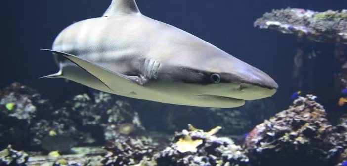 Nhiều người lầm tưởng rằng, động vật có kích thước, trọng lượng cơ thể càng lớn thì càng có nhiều răng. Tuy nhiên, trên thực tế, động vật có nhiều răng nhất không nhất thiết liên quan đến trọng lượng cơ thể hay kích thước miệng.