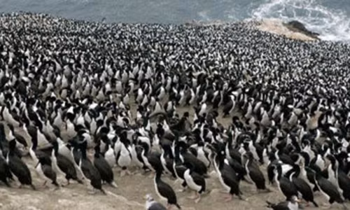 Chuyen la: Cuong quoc lam giau nho... phan chim