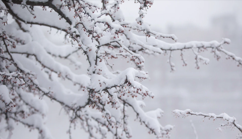 Nhiều khu vực tại bang Connecticut được dự báo sẽ có tuyết dày từ 30 đến 45 cm. Thống đốc Ned Lamont đã cấm phương tiện lớn di chuyển trên đường cao tốc đến 21h ngày 17/12.