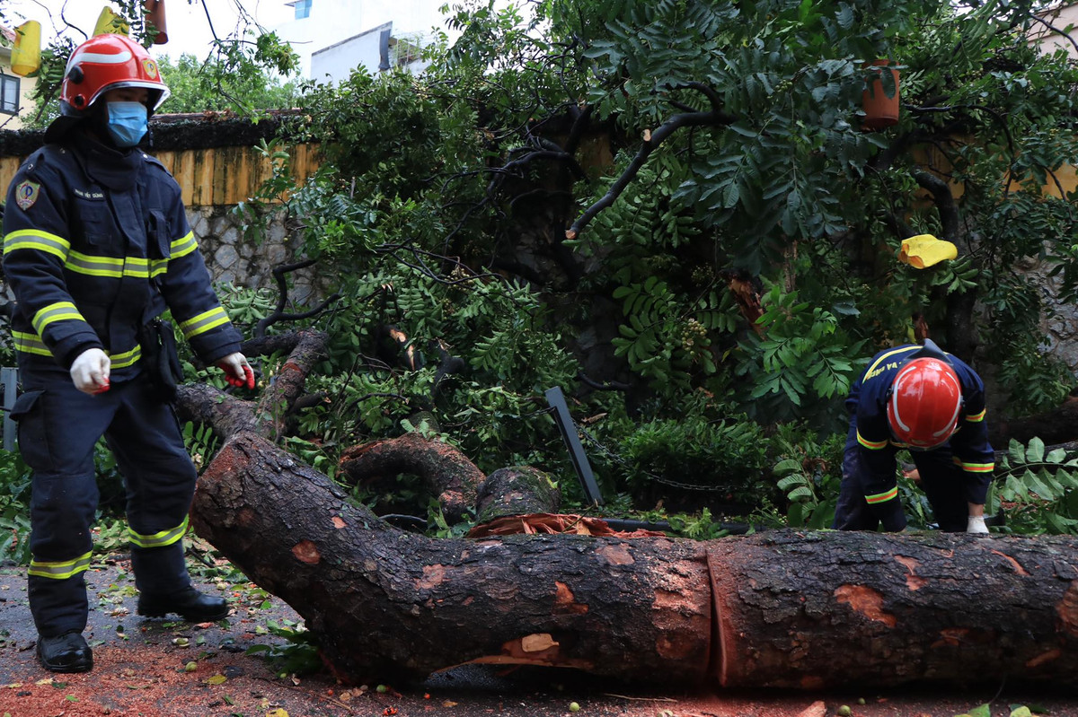Sáng 13/6, một cây c ổ thụ có tuổi đời hàng chục năm tuổi ở khuôn viên Toà án nhân dân Tối cao (số 48 đường Lý Thường Kiệt, phường Trần Hưng Đạo, quận Hoàn Kiếm, Hà Nội) bất ngờ bật gốc đè sập tường sau đó đổ chắn ngang đường Hoả Lò trong sự ngỡ ngàng của nhiều người. 