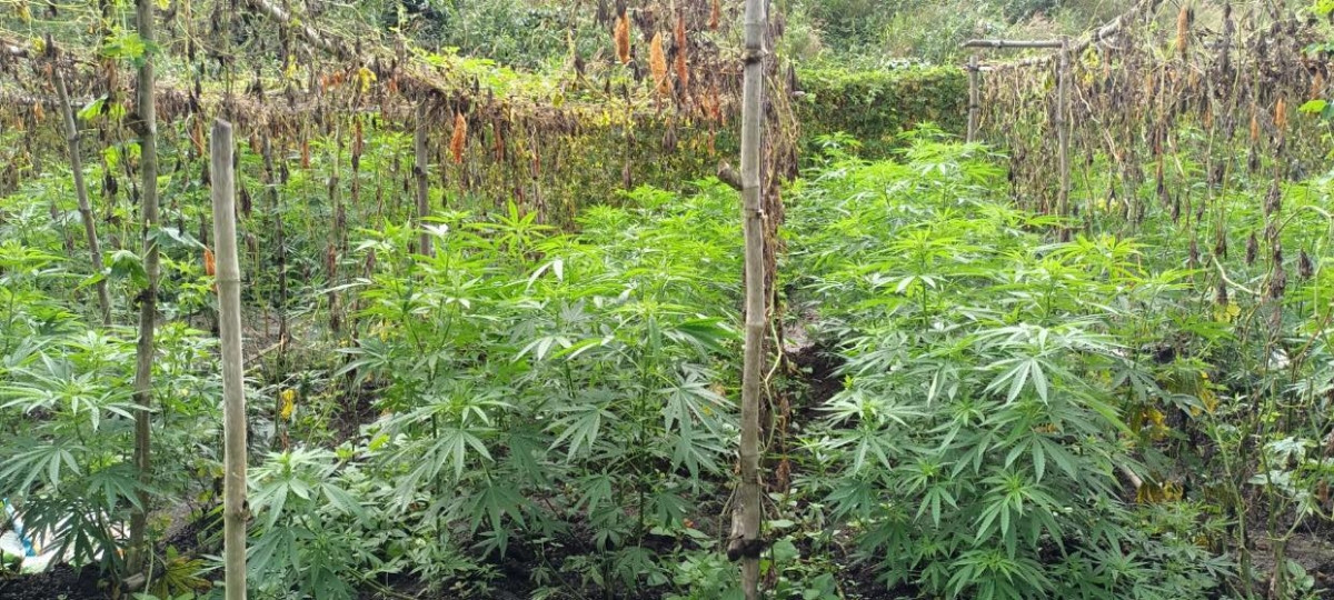  Hơn 200 cây cần sa được trồng trong rẫy cà phê: Qua facebook, Vi Thị Phượng (SN 1979, trú xã Đắk Ha, Đắk Glong, tỉnh Đắk Nông) thấy giới thiệu cây dược liệu có thể phòng, chống dịch bệnh cho heo, gà nên mua giống về trồng trên diện tích hơn 1.000m2 và hơn 200 cây cần sa được bà trồng trên rẫy. Ngày 15/6, Công an huyện Đắk Glong đã tiến hành tiêu hủy hàng trăm cây cần sa trồng trái phép. 