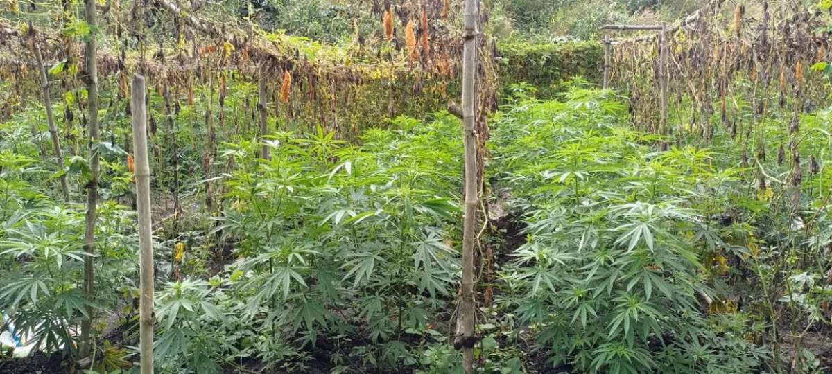  Hơn 200 cây cần sa được trồng trong rẫy cà phê: Qua facebook, Vi Thị Phượng (SN 1979, trú xã Đắk Ha, Đắk Glong, tỉnh Đắk Nông) thấy giới thiệu cây dược liệu có thể phòng, chống dịch bệnh cho heo, gà nên mua giống về trồng trên diện tích hơn 1.000m2 và hơn 200 cây cần sa được bà trồng trên rẫy. Ngày 15/6, Công an huyện Đắk Glong đã tiến hành tiêu hủy hàng trăm cây cần sa trồng trái phép. 