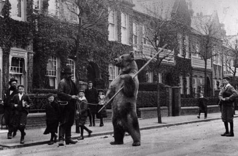 Trẻ em xem gấu biểu diễn trên phố ở London. Ảnh Telegraph