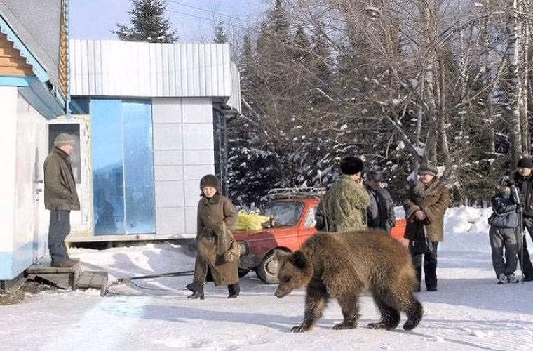Ở các quốc gia khác, người dân có lẽ sẽ hoảng sợ khi thấy chú gấu lang thang ngoài đường như thế này. Nhưng ít ai ngờ rằng, đây lại là cảnh tượng thường thấy ở nước Nga. Ảnh: ER.