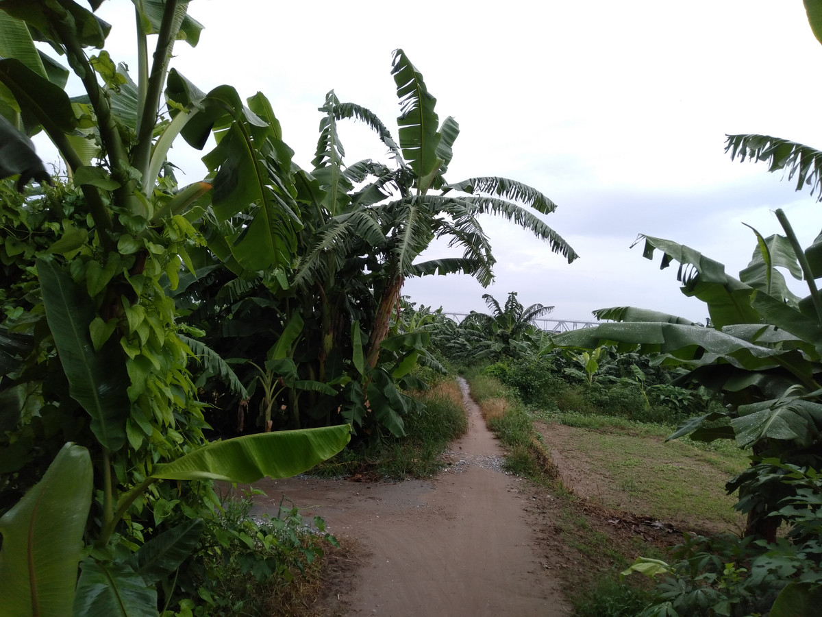 Đường vào bãi tắm tiên sông Hồng.