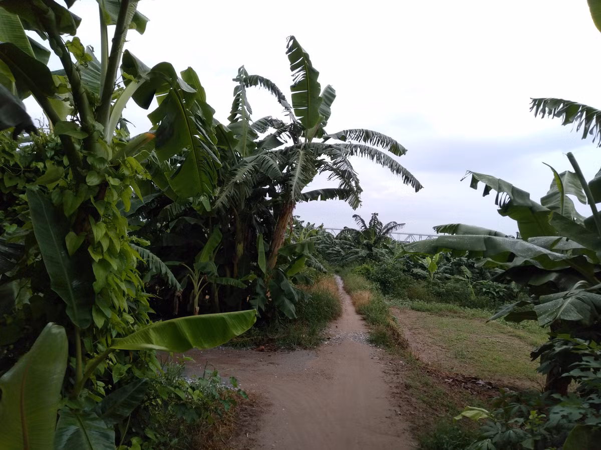 Đường vào bãi tắm tiên sông Hồng.