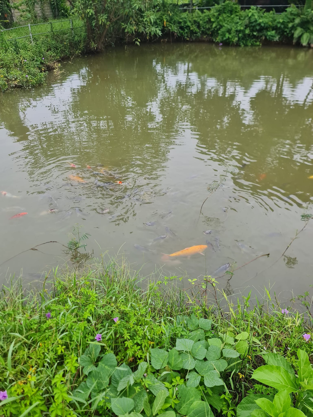 Trong ao, ông bố 3 con cũng nuôi thêm một số loại cá như trắm, chép, trê, rô phi, nheo, mè,... vừa tạo cảnh quan đẹp mắt, vừa cải thiện bữa ăn cho cả nhà khi cần. Ảnh: Phan Hồng Sơn