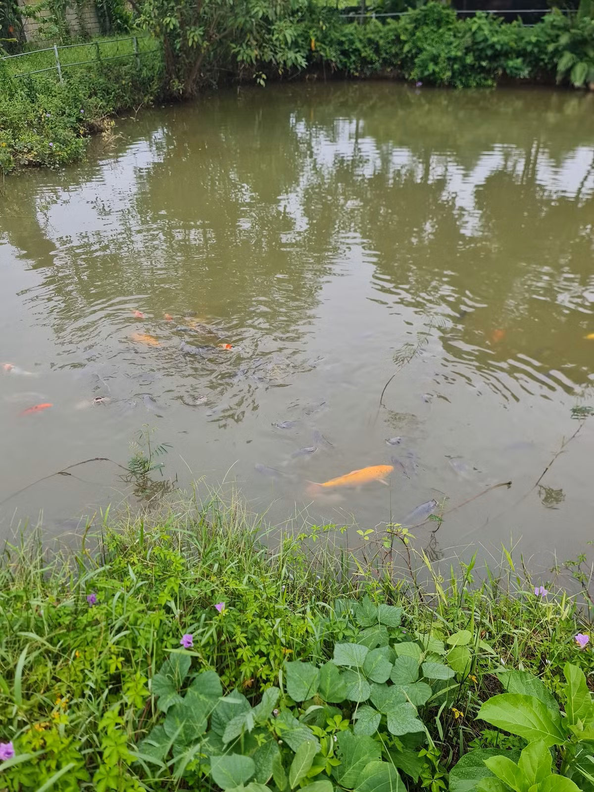 Trong ao, ông bố 3 con cũng nuôi thêm một số loại cá như trắm, chép, trê, rô phi, nheo, mè,... vừa tạo cảnh quan đẹp mắt, vừa cải thiện bữa ăn cho cả nhà khi cần. Ảnh: Phan Hồng Sơn