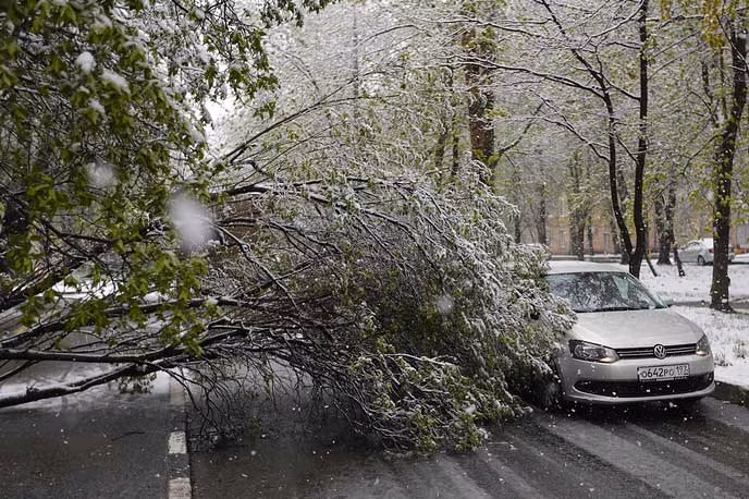 Cây đổ chắn ngang đường ở Moscow hôm 8/5. Ảnh TA