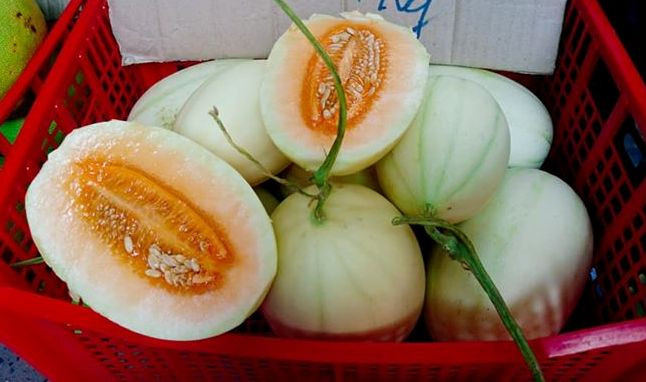 Dưa lê bí ngô đang được bày bán tràn ngập thị trường.