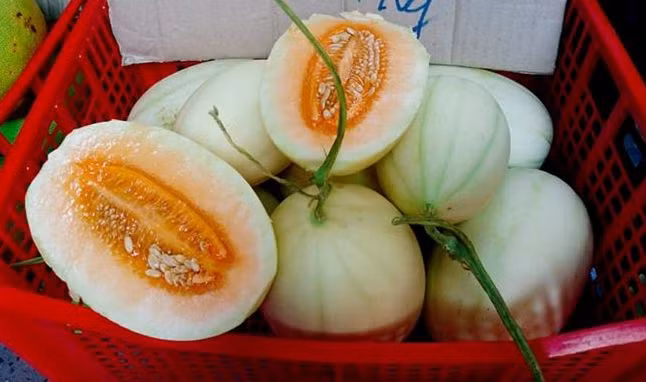 Dưa lê bí ngô đang được bày bán tràn ngập thị trường.