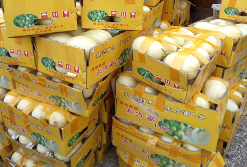 Các đầu mối bỏ sỉ tiết lộ loại dưa bí ngô được nhập từ Trung Quốc về.